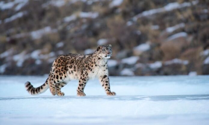 Snow leopard in Himachal Pradesh showcasing the rise in population